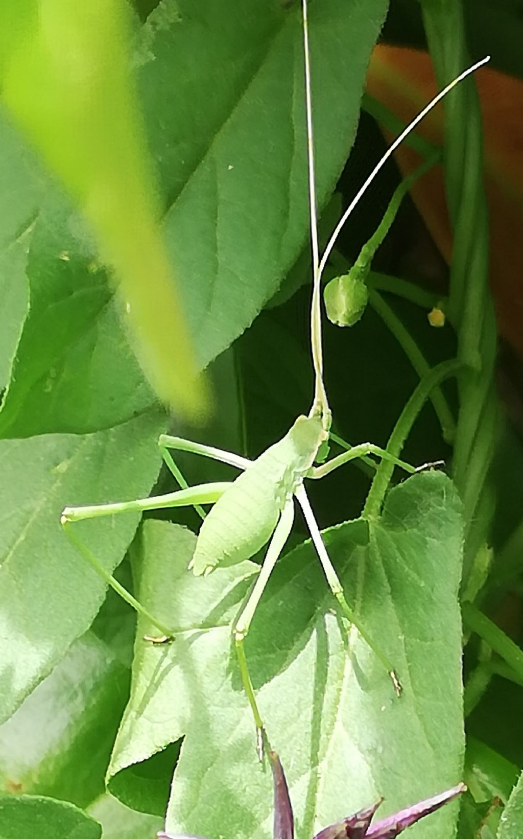 Acrometopa italica